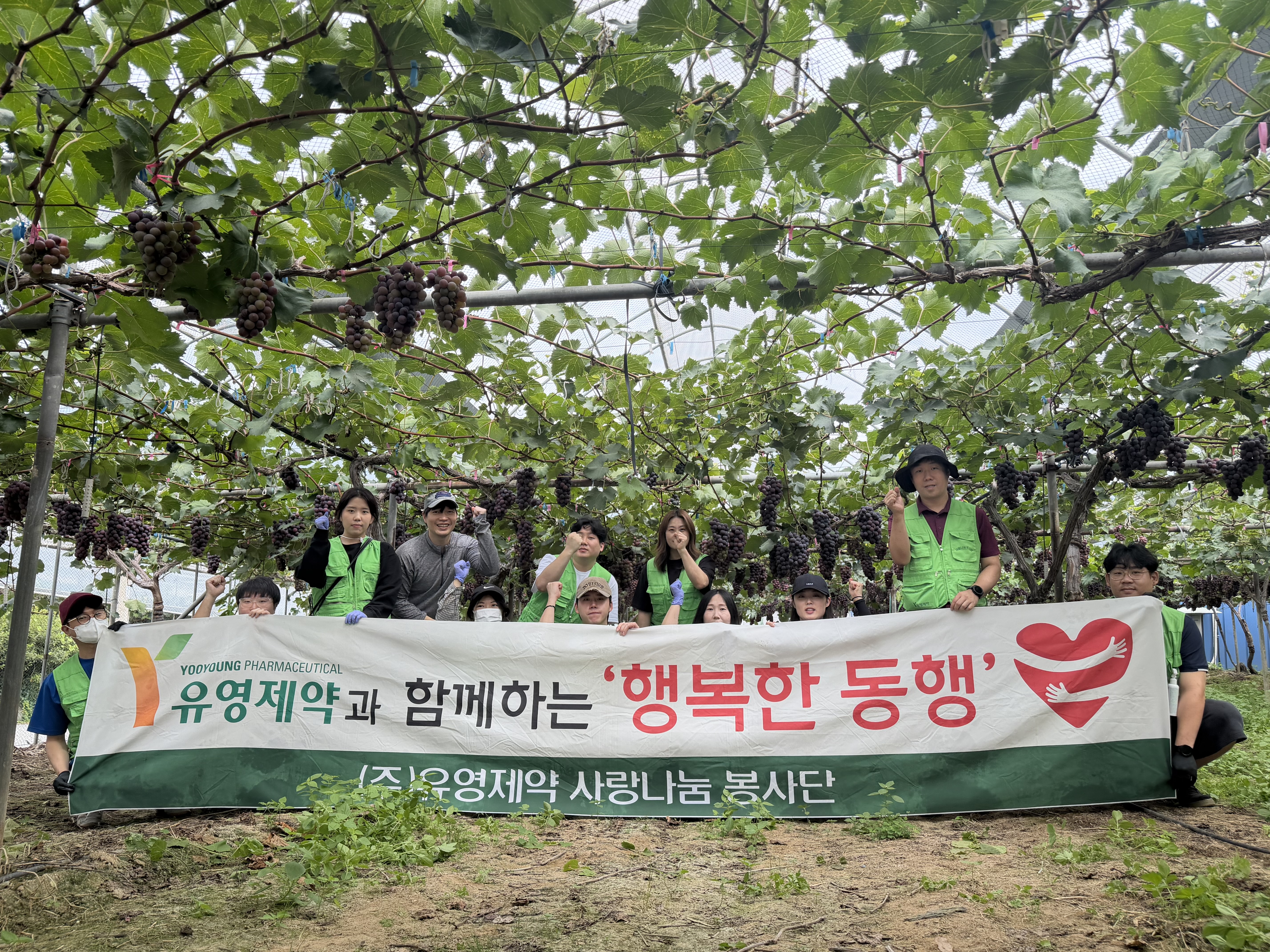 유영제약, 수확철 앞둔 진천 포도 농가서 일손 돕기