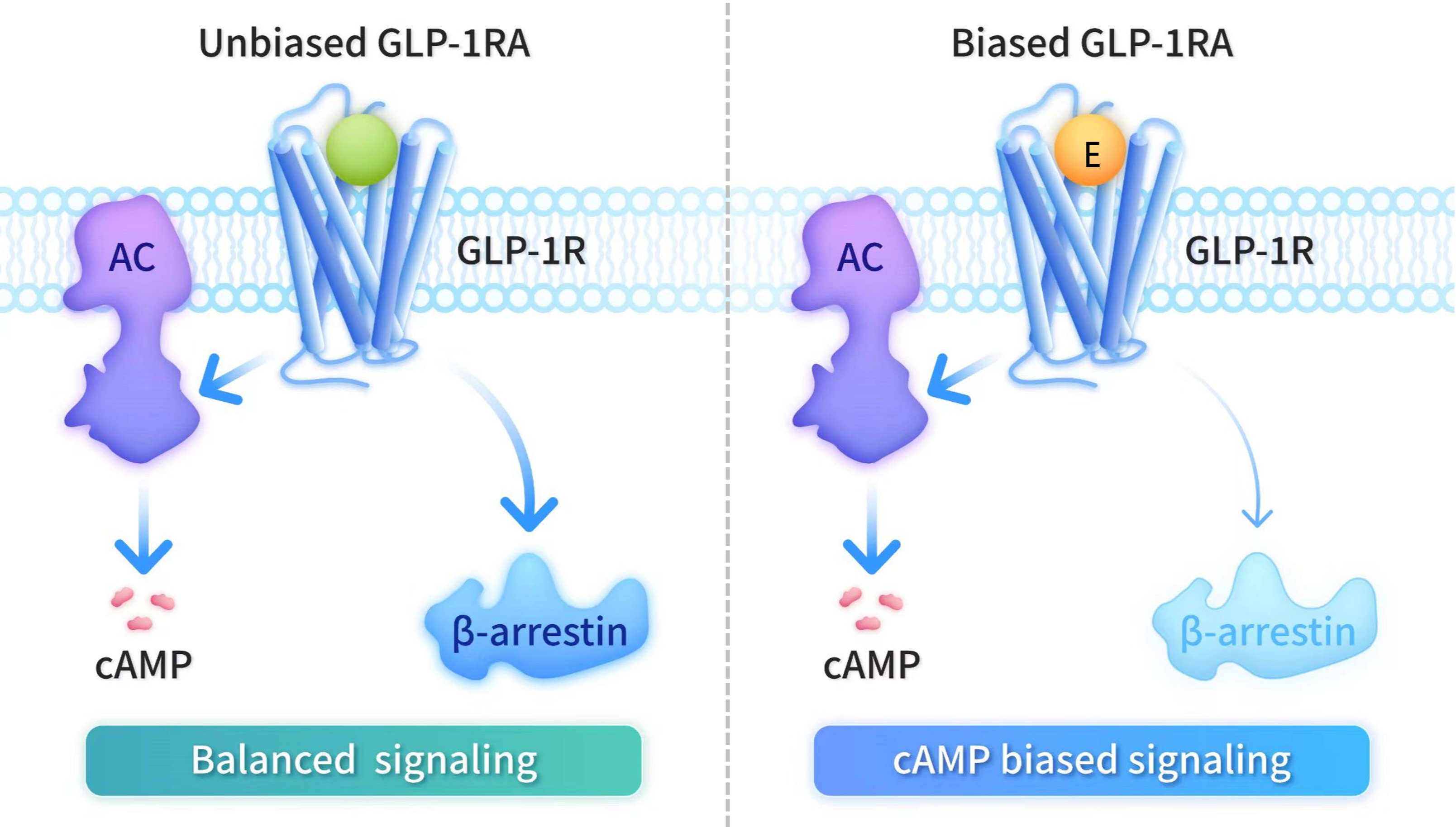 HK이노엔 도입 GLP-1 신약, 중국서 당뇨 치료제로 허가